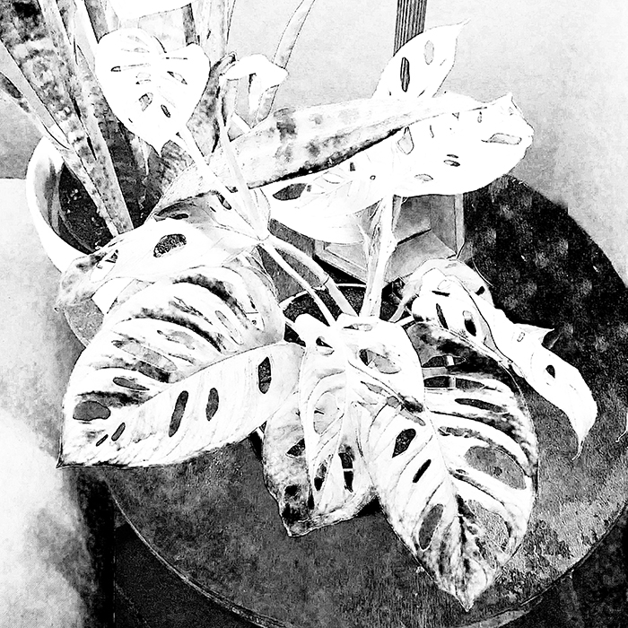 Marco Ciavolino's 52 Frames Album Photo